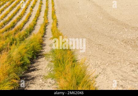 Coltivato campo andaluso di asparagi verdi in filari in una giornata di sole autunno Foto Stock