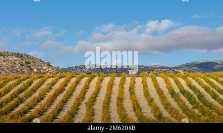 Coltivato campo andaluso di asparagi verdi in filari in una giornata di sole autunno Foto Stock