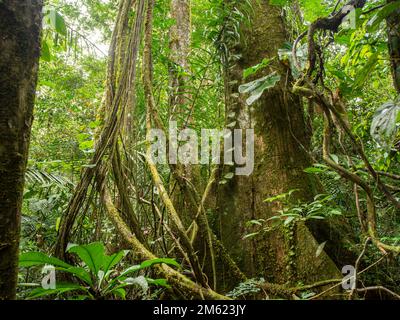 Albero della foresta pluviale aggrovigliato in liane e radici aeree, provincia di Orellana, Ecuador Foto Stock