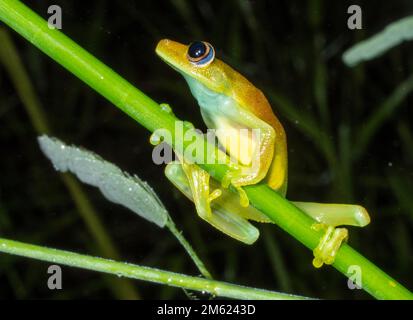 Potted Treefrog (Boana punctata), provincia di Orellana, Ecuador Foto Stock