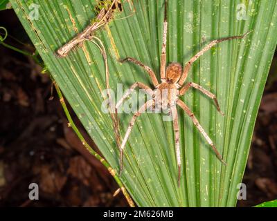 Brazilian Wandering Spider (Phoneutria fera) nella foresta pluviale sottobosoria, provincia di Orellana, Ecuador Foto Stock