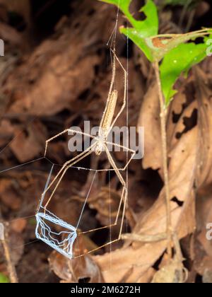Ogre Faced Spider (Deinopis sp.). Tenendo il suo Web pronto per catturare un oggetto preda. Provincia di Orellana, Ecuador Foto Stock