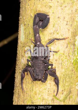 Scorpione a coda spessa (Tityus sp.) Su un tronco di albero nella foresta pluviale, provincia di Orellana, Ecuador Foto Stock