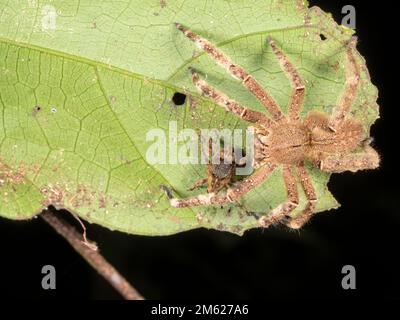 Brazilian Wandering Spider (Phoneutria fera) preparandosi a prendere un dolce nella foresta pluviale sottostory, provincia di Orellana, Ecuador Foto Stock