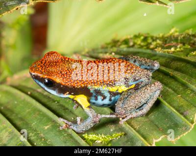 Rana di veleno ecuadoriana (Ameerega bilinguis) nella foresta pluviale tropicale dell'Amazzonia ecuadoriana. Foto Stock