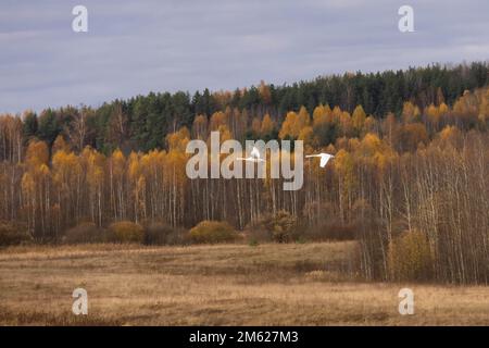 Due cigni volano sopra la foresta. Paesaggio autunnale Foto Stock