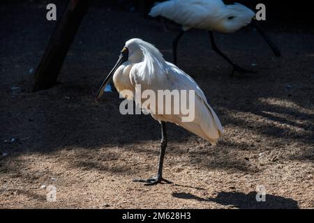 Royal Spoonbill (Platalea regia) in piedi su una gamba in un Parco Naturale di Sydney, NSW, Australia (Foto di Tara Chand Malhotra) Foto Stock