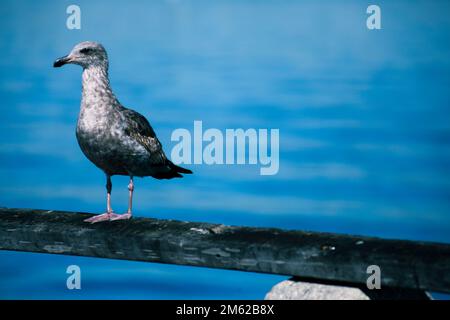 Seagull sul molo di San Pedro, California meridionale Foto Stock