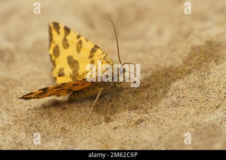 Dettaglio primo piano sulla macchia di geometro giallo macularia color arancio macchiato, Pseudopanthera macularia, seduta su una pietra Foto Stock