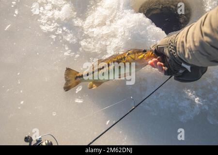 Grande pesca di ghiaccio cattura, spigola di acqua dolce tenuto dalla sua bocca in ghiaccio buca pesca. Foto Stock