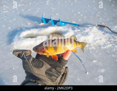 Giallo persico ghiaccio pesca giorno piacevole cattura, lago d'acqua dolce, attività all'aperto inverno. Foto Stock