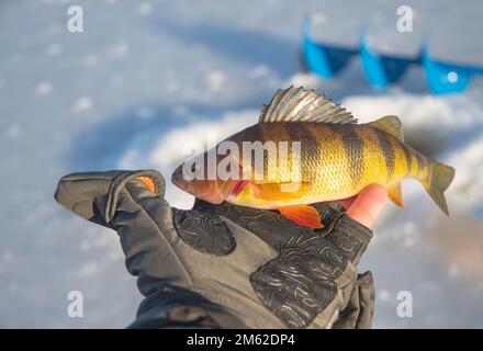 Giallo persico ghiaccio pesca giorno piacevole cattura, lago d'acqua dolce, attività all'aperto inverno. Foto Stock