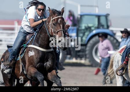 Lady Warrior Race al Piikani (Blackfoot) Nation Indian Relay (cavallo) Race a Brocket, Alberta Canada Foto Stock