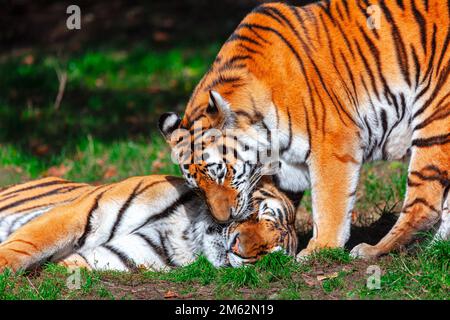 Tigri innamorati . Animali selvatici innamorati Foto Stock