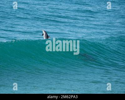 Una cialda di Delfini Bottlenose che surfing le onde, saltando in su dall'acqua Foto Stock