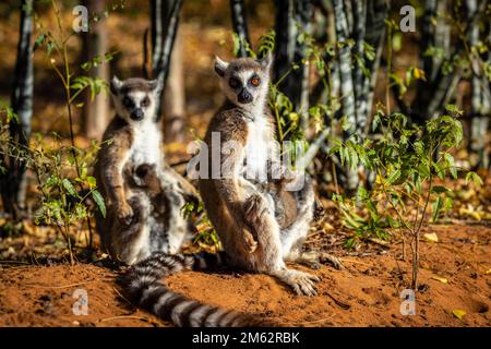 Limur di coda di rondine e bambino che si abbronzano alla riserva di Berenty, foresta di Malaza nella valle di Mandrare, Madagascar, Africa Foto Stock