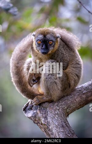 Lemur marrone comune nel Parco Nazionale di Andasibe-Mantadia, Madagascar orientale, Africa Foto Stock