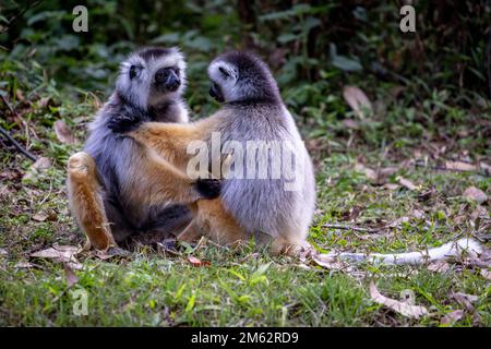 Abbraccio di lemuri d'oro Diademed Sifaka nel Parco Nazionale Andasibe-Mantadia, Madagascar orientale, Africa Foto Stock