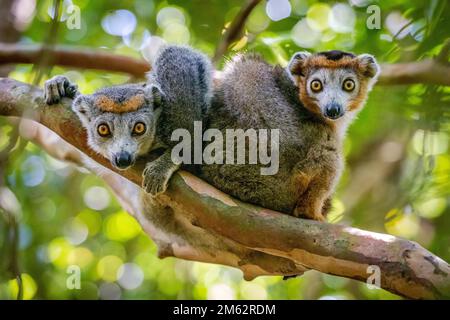 Lemure incoronato nell'albero alla riserva di Palmarium, lago di Ampitabe, Madagascar orientale, Africa Foto Stock