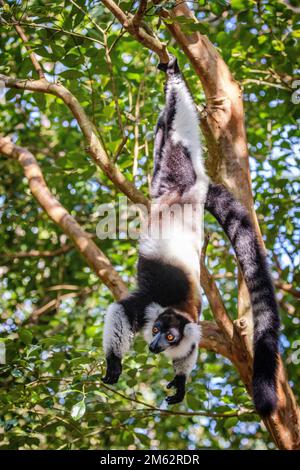 Lemur bianco e nero ruffed nel Parco Nazionale di Andasibe-Mantadia, Madagascar orientale, Africa Foto Stock