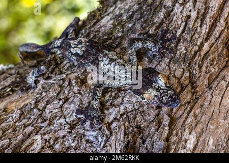 Gecko a coda piatta a Mandraka, Madagascar orientale, Africa Foto Stock