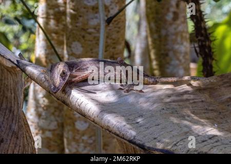 Gecko a coda di foglia gigante in Mandraka, Madagascar orientale, Africa Foto Stock