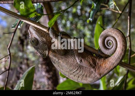 Parson's Chameleon a Mandraka, Madagascar orientale, Africa Foto Stock