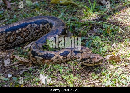 Malgascio Ground Boa Constrictor serpente a Mandraka, Madagascar orientale, Africa Foto Stock