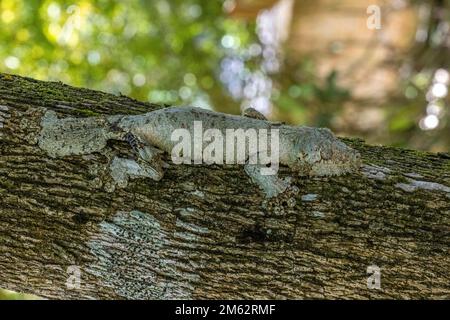 Gecko con coda di foglie mossy a Mandraka, Madagascar orientale, Africa Foto Stock
