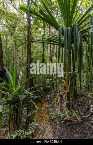 Parco Nazionale Andasibe-Mantadia e foresta pluviale, Madagascar orientale, Africa Foto Stock