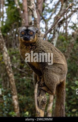 Lemur marrone comune nel Parco Nazionale di Andasibe-Mantadia, Madagascar orientale, Africa Foto Stock