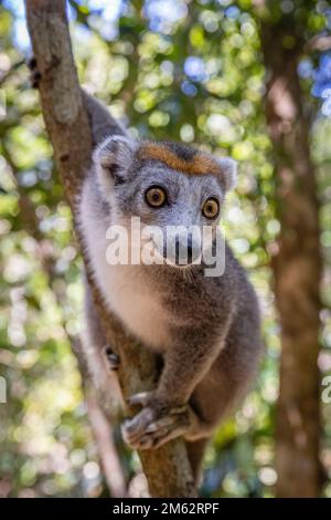 Lemure incoronato nell'albero alla riserva di Palmarium, lago di Ampitabe, Madagascar orientale, Africa Foto Stock