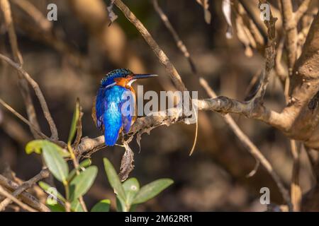 Uccello malgascio di Martin pescatore nella mangrovia di Betania, Madagascar, Africa Foto Stock