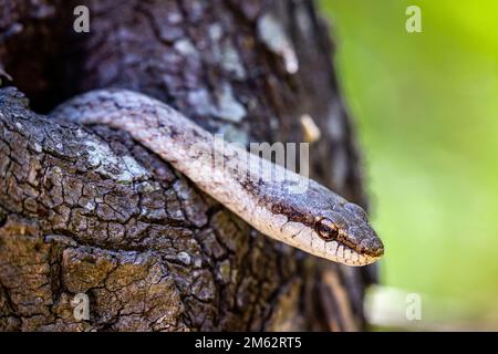 Serpente a strisce che emerge dal foro dell'albero al Parco Nazionale di Isalo, Madagascar, Africa Foto Stock