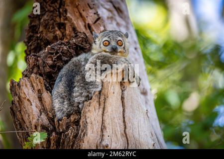 Lemur sportivo in albero a Berenty Reserve, Malaza foresta nella valle di Mandrare, Madagascar, Africa Foto Stock