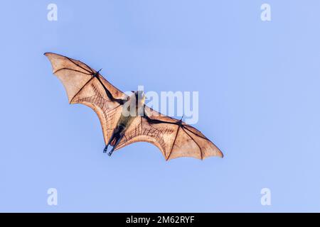 Volpi volpi volanti / pipistrelli di frutta alla riserva di Berenty, foresta di Malaza nella valle di Mandrare, Madagascar, Africa Foto Stock