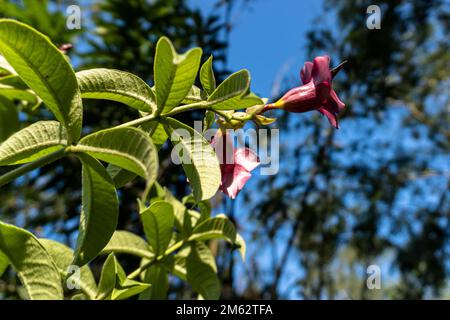 Un bel fiore di ibisco isolato su sfondo sfocato Foto Stock