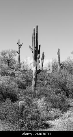 Una scala di grigi verticale di bei cactus in un deserto in Arizona, USA Foto Stock