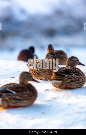 Gruppo di anatre selvatiche sulla neve in inverno mattina in bella luce posteriore Foto Stock