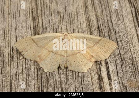 Particolare primo piano sulla falda geometrica blush della fanciulla, Cyclophora punctaria, seduta con ali sparse Foto Stock