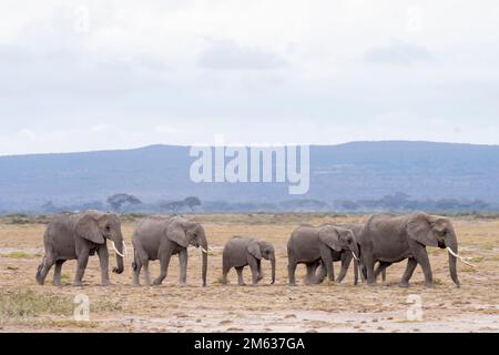 Mandria di elefanti grigi che camminano insieme in savana su una strada polverosa nel Parco Nazionale di Amboseli Foto Stock