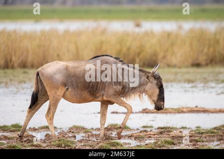 Antilope GNU con antlers che camminano su pozza fangosa in savana Foto Stock