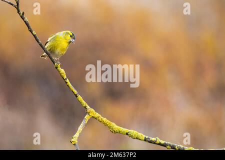 Carino maschio di Goldfinch Lugano uccello con piumaggio giallo seduto su sottile filo senza foglie nella foresta Foto Stock