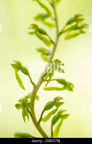 Fuoco morbido di fiore naturale di ophrys lutea che cresce su erba verde coperta di rugiada in estate mattina in campo Foto Stock