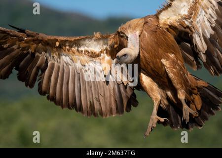 Avvoltoio bianco selvaggio che sparge ali e si alza sullo sfondo sfocato della campagna durante il giorno nel Parco Nazionale di Amboseli, Kenya Foto Stock