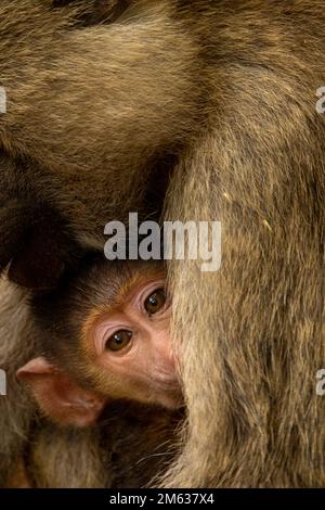 Grazioso bambino di babbuino giallo che si nasconde dietro la gamba di mamma e guarda la macchina fotografica nel Parco Nazionale di Amboseli, Africa Foto Stock