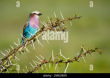 Coracias caudatus uccello colorato seduto su ramoscello sottile tra lunghe spine contro sfondo sfocato della natura Foto Stock