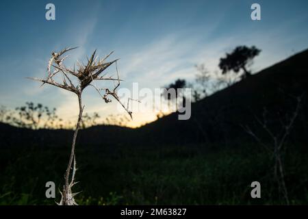 Empusa pennata insetto travestendo come il cardo secco contro la collina e cielo nuvoloso tramonto in campagna Foto Stock