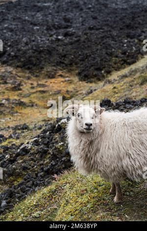 Dall'alto di soffice pecora bianca islandese con corna in piedi sul pendio erboso di una collina vicino a un terreno nero Foto Stock