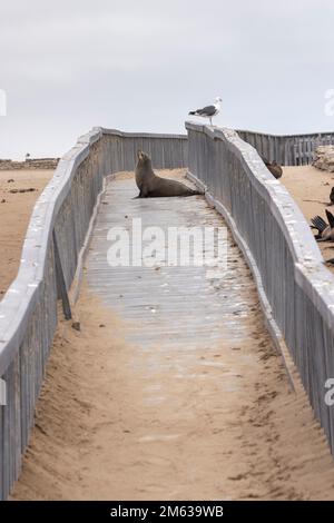 Foca e gabbiano del Capo presso il passaggio pedonale di Cape Cross vicino a Skeleton Coast in Namibia Foto Stock